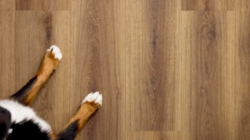 Pet on luxury vinyl floor